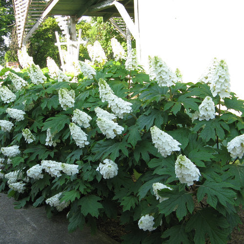Premium Mix Quercifolia Flower seeds for Planting Premium Quality, Heirloom & GMO Free Seeds for Home Garden seeds