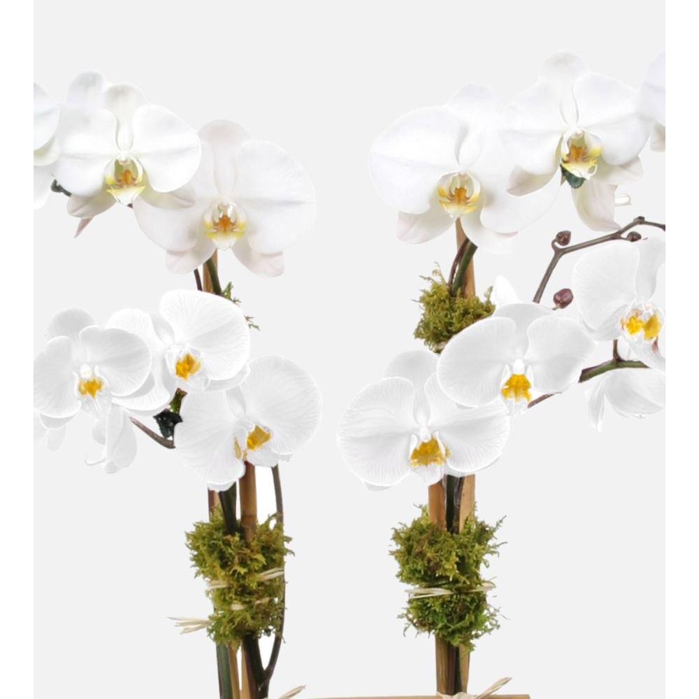Premium White Phalaenopsis Orchid Flower Seeds for Planting Heirloom, Non GMO, High Germination Organic Garden Seeds seeds