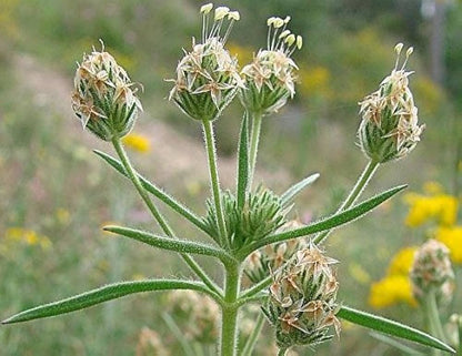 Grass-like foliage from Dark French Psyllium seeds
