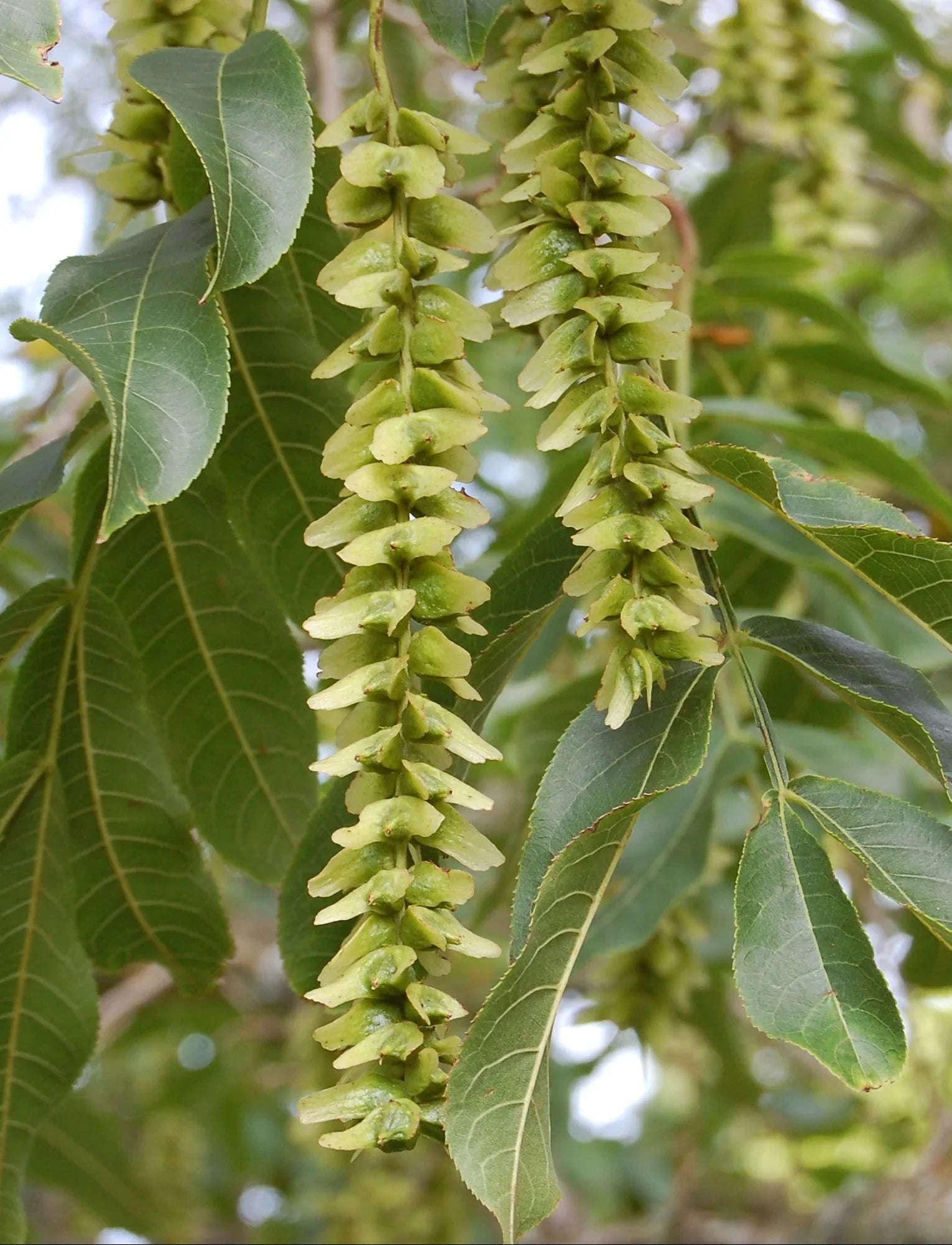 Pterocarya Stenoptera Flower seeds for Planting Bright Blooms, Heirloom & GMO Free Seeds for Home Garden vegetable and garden seeds