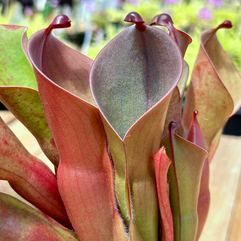 Red Heliamphora Pulchella Flower seeds for Planting Hardy Variety, Heirloom & GMO Free Seeds for Home Garden seeds for planting