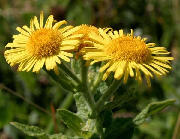 Premium Enula Asteraceae Flower seeds for Planting Colorful Display, Heirloom & GMO Free Seeds for Home Garden seeds