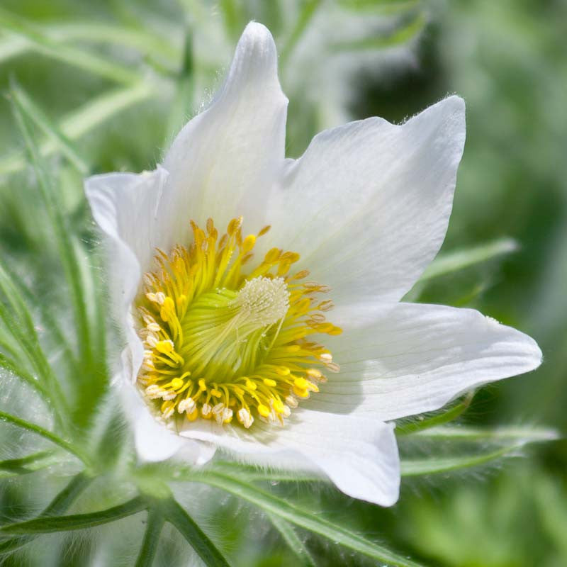 High quality White Pasque Flower seeds for Planting Long Bloom Season, Heirloom & GMO Free Seeds for Home Garden seeds pack