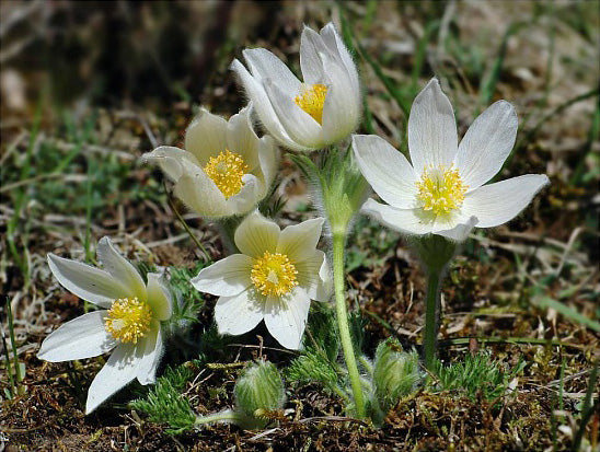 Premium White Pasque Flower seeds for Planting Long Bloom Season, Heirloom & GMO Free Seeds for Home Garden seeds