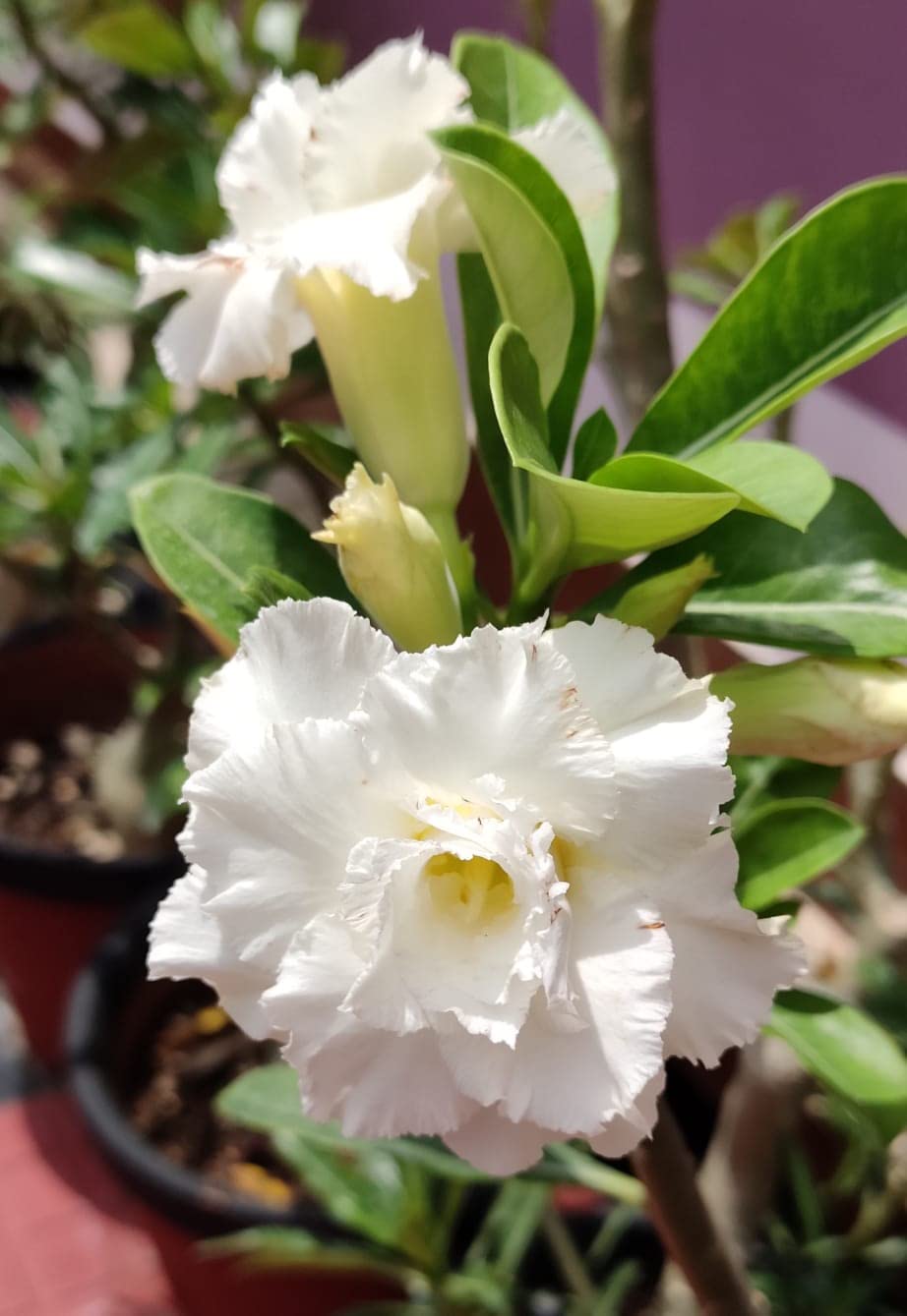 Pure White Adenium Seeds for Planting
