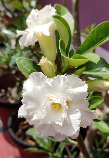 Pure White Adenium Seeds for Planting