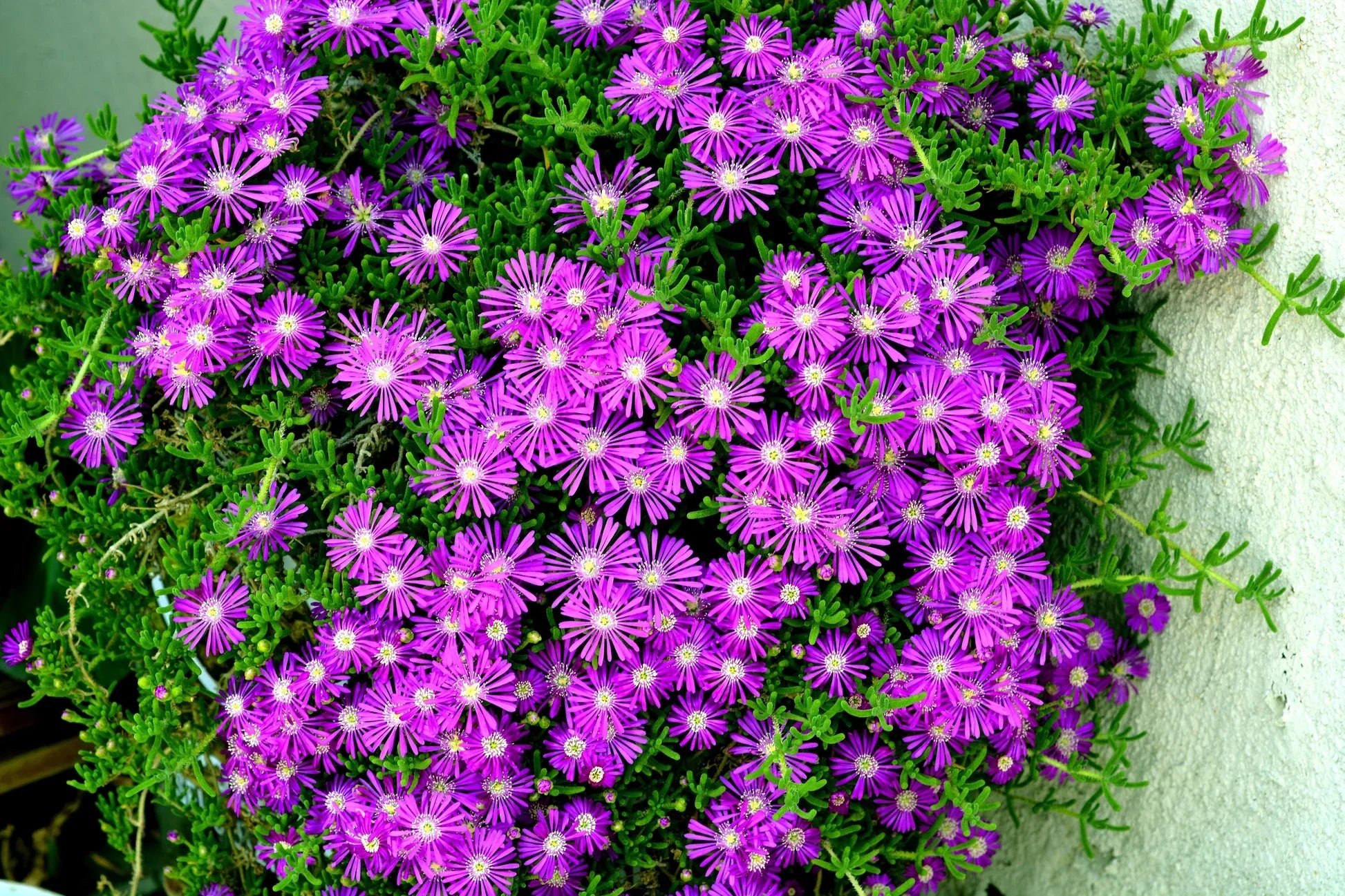 Premium Pink Crownvetch Flower seeds for Planting Cottage Garden Essential, Heirloom & GMO Free Seeds for Home Garden seeds