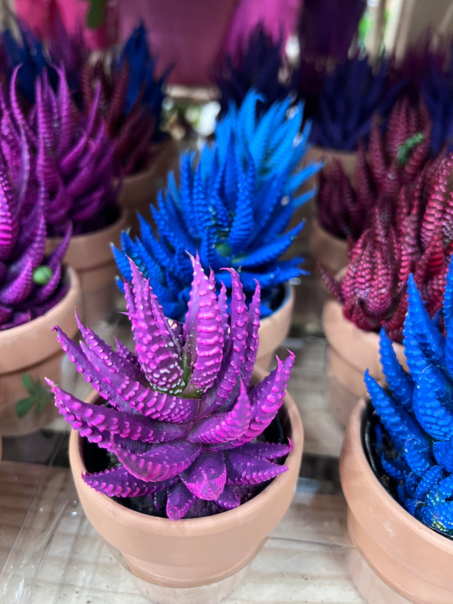 Purple Aloe Cameron Seeds Germinating in Well-Drained Soil