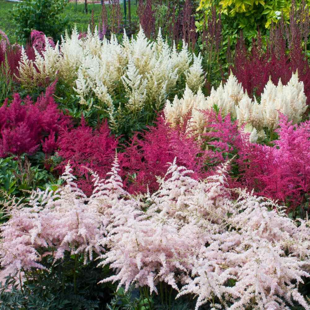 Purple Astilbe Flowers in Garden Borders
