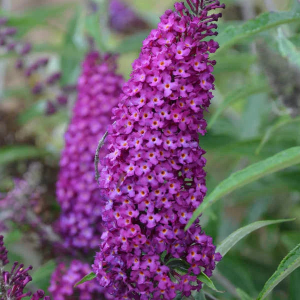 Purple Astilbe Flower Seeds for Planting