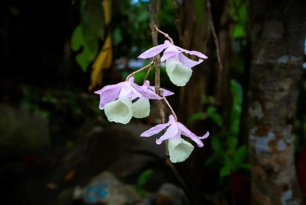White Purple Bell Orchid Flower seeds for Planting Drought Tolerant, Heirloom & GMO Free Seeds for Home Garden vegetable and garden seeds