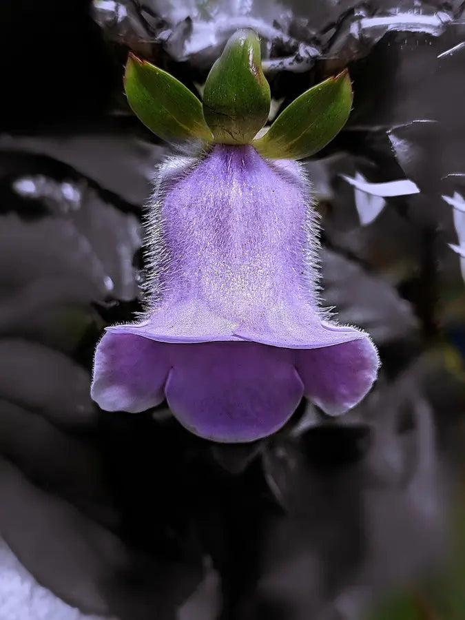 White Purple Bell Orchid Flower seeds for Planting Drought Tolerant, Heirloom & GMO Free Seeds for Home Garden seeds for planting