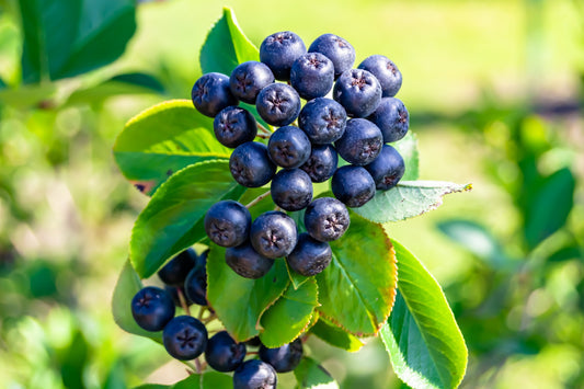 Purple chokeberry seeds Aronia prunifolia shrub with white flowers