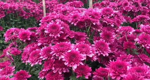 Deep Pink Chrysanthemum Flower seeds for Planting Pollinator Friendly, Heirloom & GMO Free Seeds for Home Garden vegetable and garden seeds