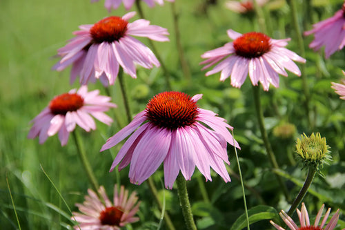 Premium ConeFlower seeds for Planting Cut Flower Favorite, Heirloom & GMO Free Seeds for Home Garden seeds