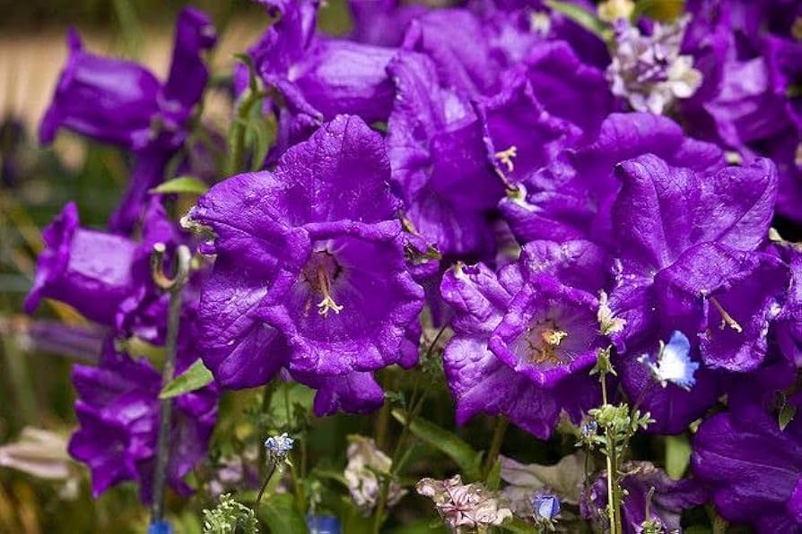 Closeup of blooming purple daffodils flowers