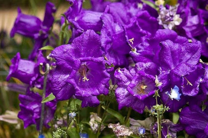 Closeup of blooming purple daffodils flowers