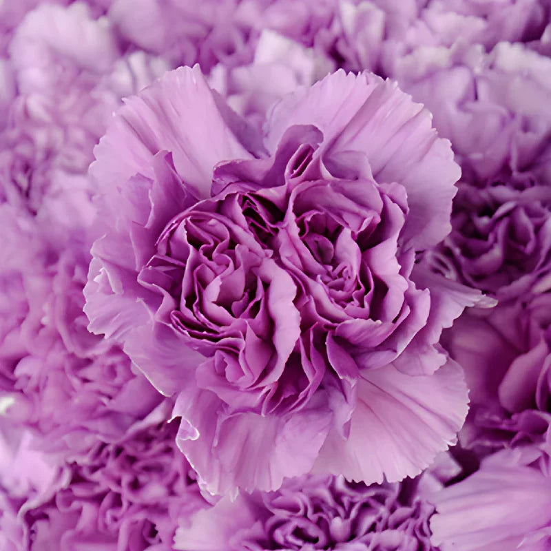 Purple Carnation Flower Seeds for Planting