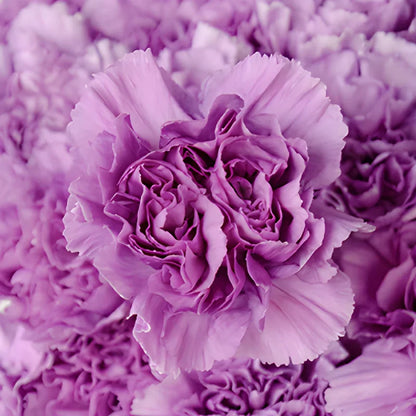 Purple Carnation Flower Seeds for Planting