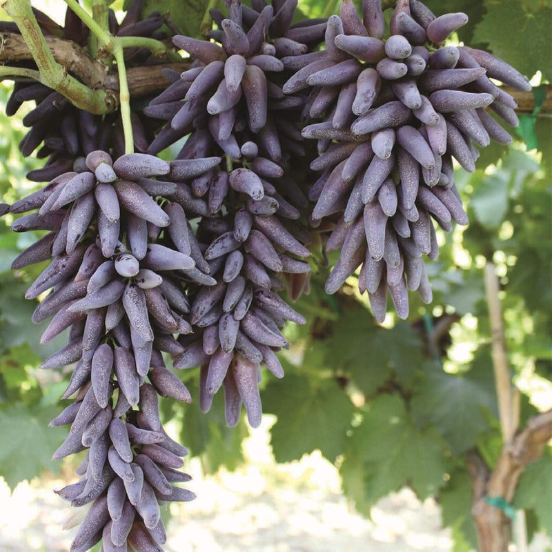 Purple Finger Grape seeds for planting elongated purple grapes
