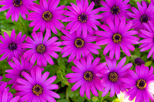 Premium Violet Rigens Flower seeds for Planting Wildflower Mix, Heirloom & GMO Free Seeds for Home Garden seeds