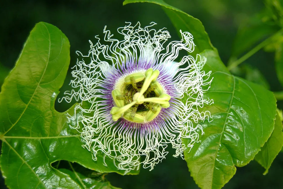 Sweet Grenadilla Passiflora Flower seeds for Planting Colorful Display Heirloom & GMO Free Seeds for Home Garden