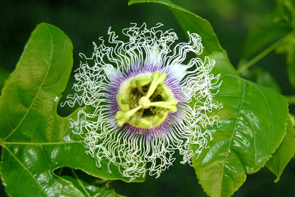 Sweet Grenadilla Passiflora Flower seeds for Planting Colorful Display Heirloom & GMO Free Seeds for Home Garden