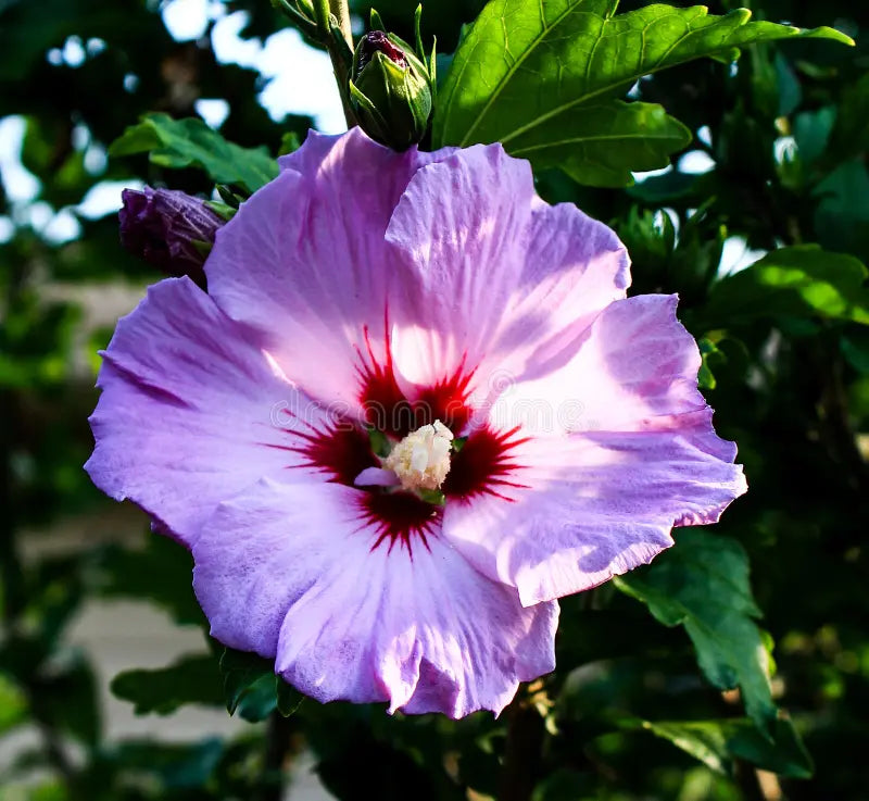 Premium Green Purple Hibiscus Flower seeds for Planting Shade Tolerant, Heirloom & GMO Free Seeds for Home Garden seeds