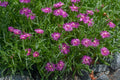 Purple Ice Flower seeds for Planting Easy to Grow, Heirloom & GMO Free Seeds for Home Garden seeds for planting