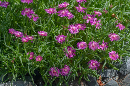 Fuschia Ice Flower seeds for Planting Hardy Variety Heirloom & GMO Free Seeds for Home Garden