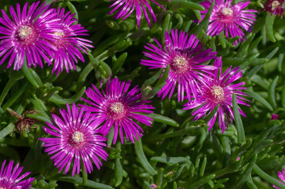 Fuschia Ice Flower seeds for Planting Hardy Variety Heirloom & GMO Free Seeds for Home Garden