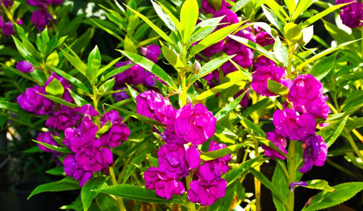 Purple Impatiens Balsamina Flower Seeds for Planting