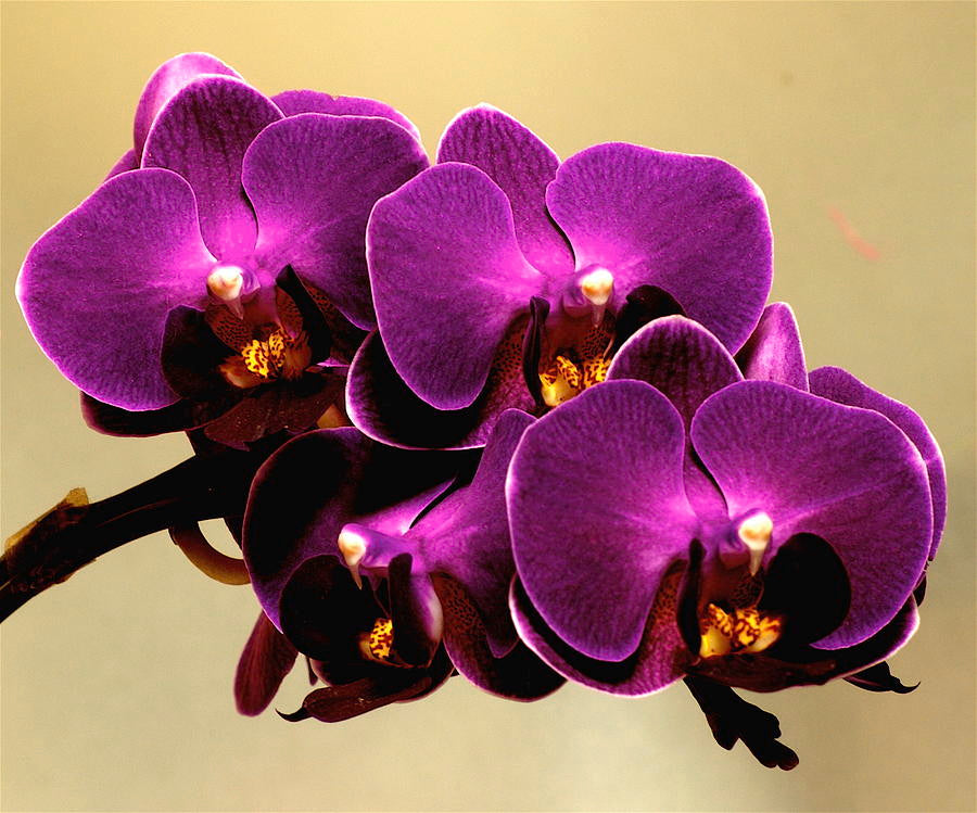 Dark Purple Dendrobium Flower seeds for Planting Easy to Grow, Heirloom & GMO Free Seeds for Home Garden Sale seeds for planting