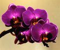 Dark Purple Dendrobium Flower seeds for Planting Easy to Grow, Heirloom & GMO Free Seeds for Home Garden Sale seeds for planting