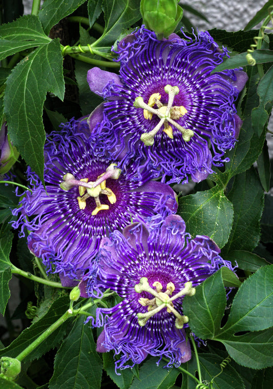 Purple passion flower seeds for planting
