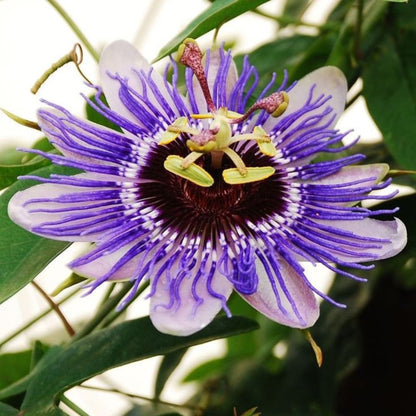 Passion Flower Seeds Unique Purple Blooms