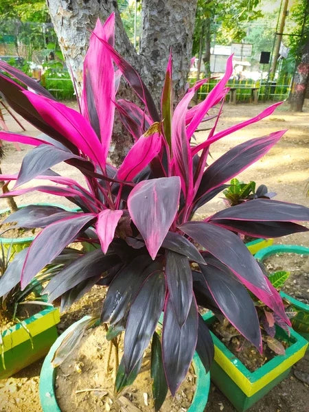 Red Cordyline Rubra Flower seeds for Planting Bright Blooms, Heirloom & GMO Free Seeds for Home Garden vegetable and garden seeds