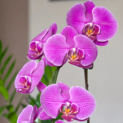 Butterfly Orchid Flower seeds for Planting Shade Tolerant Heirloom & GMO Free Seeds for Home Garden