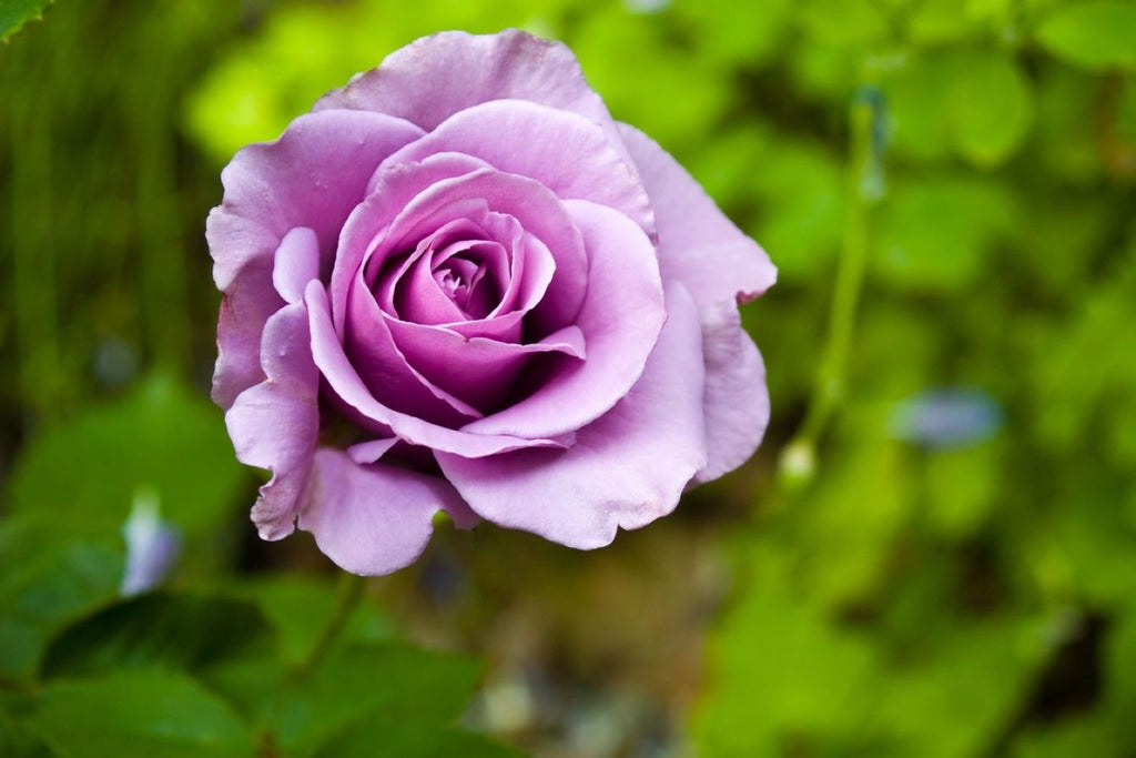 Lavender Rose Flower seeds for Planting Garden Favorite, Heirloom & GMO Free Seeds for Home Garden vegetable and garden seeds