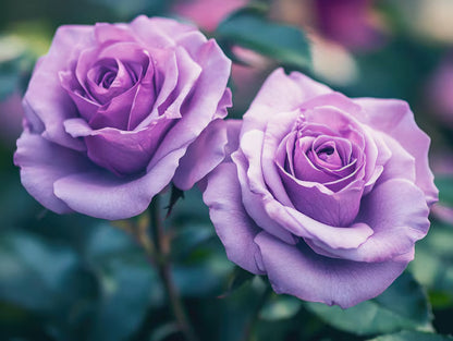 Lavender Rose Flower seeds for Planting Shade Tolerant Heirloom & GMO Free Seeds for Home Garden