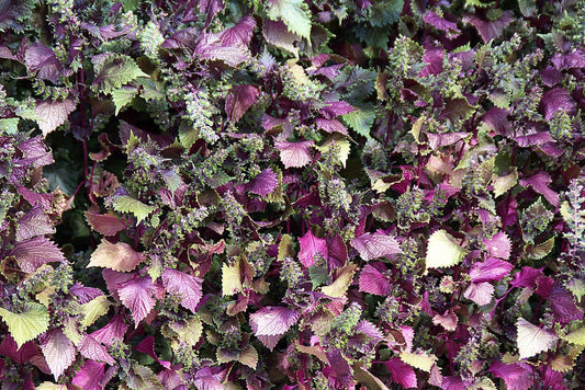 Purple Shiso seeds Perilla frutescens producing green and purple leaves
