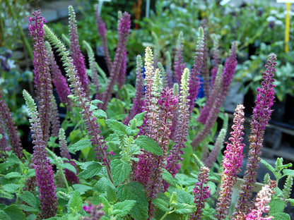 Purple Tails Wood Sage plants from seeds thriving in sunny garden borders
