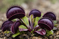 Venus Fly Trap Violet Flower seeds for Planting Long Bloom Season, Heirloom & GMO Free Seeds for Home Garden seeds for planting