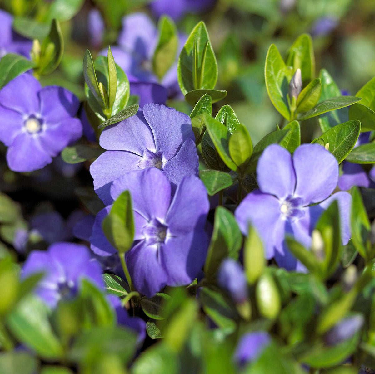 Vinca Periwinkle Flower seeds for Planting Fragrant Blossoms Heirloom & GMO Free Seeds for Home Garden