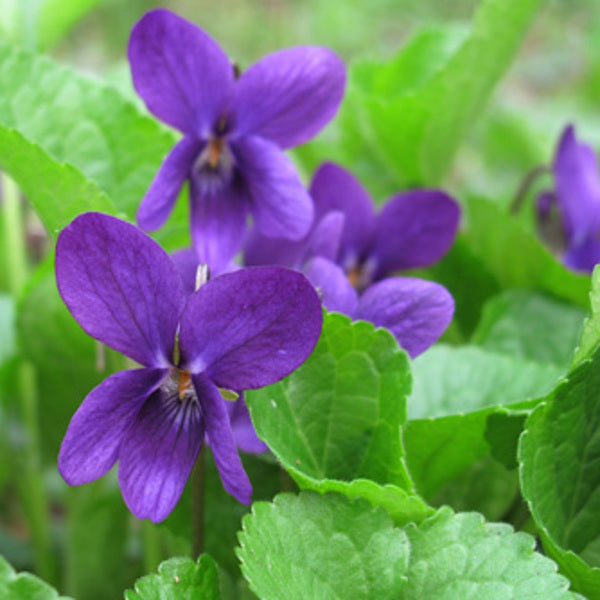 Viola Odorata Flower seeds for Planting Pollinator Friendly Heirloom & GMO Free Seeds for Home Garden