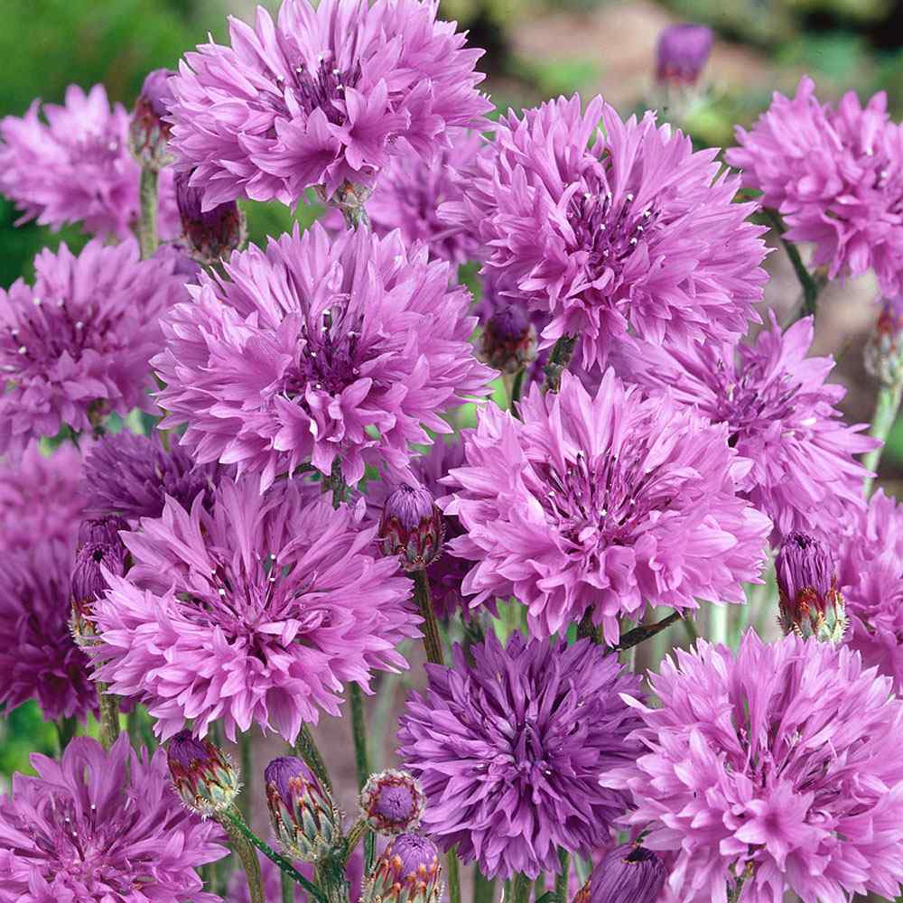 Premium Purple Centaurea Flower seeds for Planting Shade Tolerant, Heirloom & GMO Free Seeds for Home Garden seeds