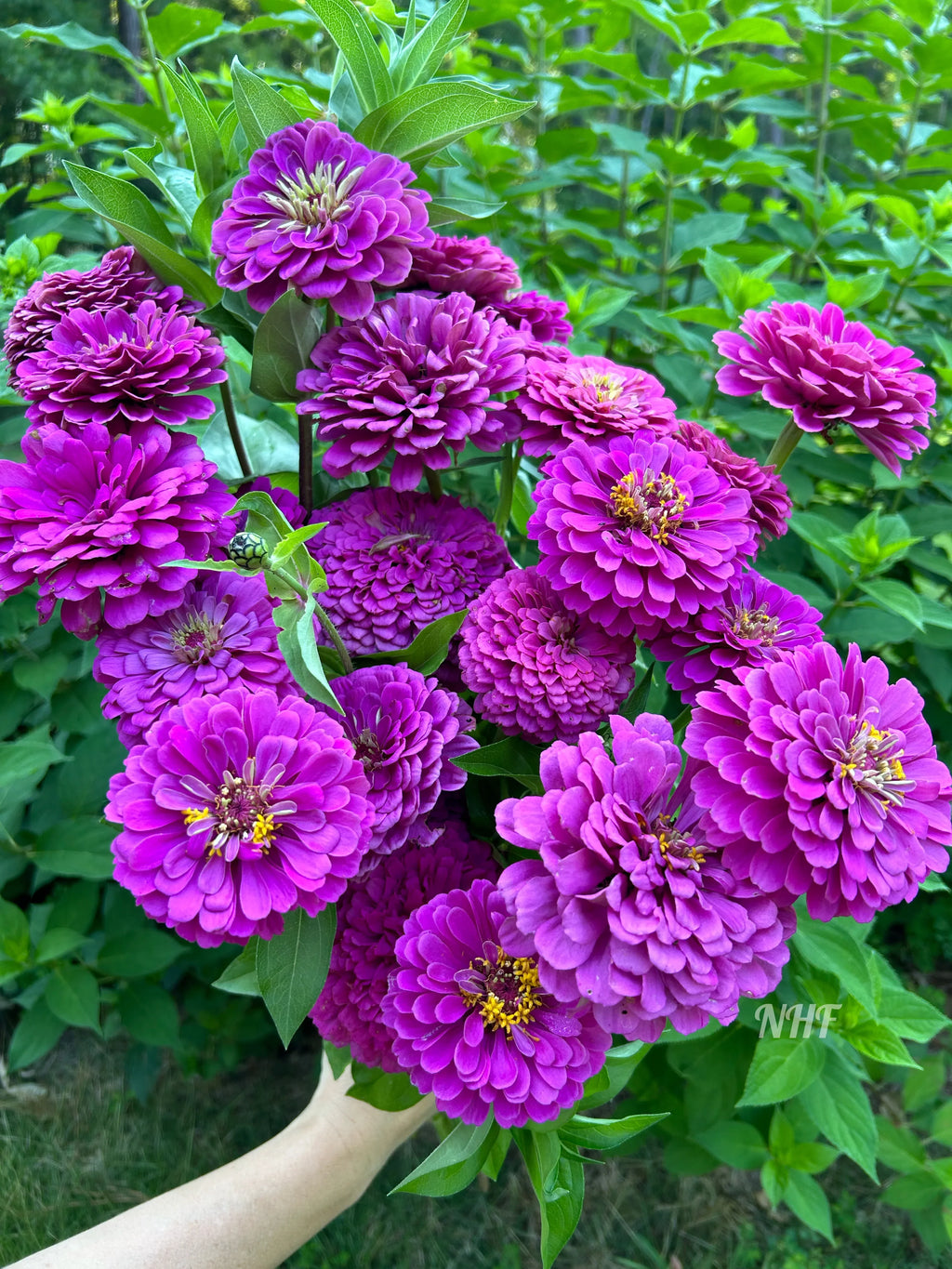 Zinnia Flower seeds for Planting Seasonal Bloomer, Heirloom & GMO Free Seeds for Home Garden vegetable and garden seeds