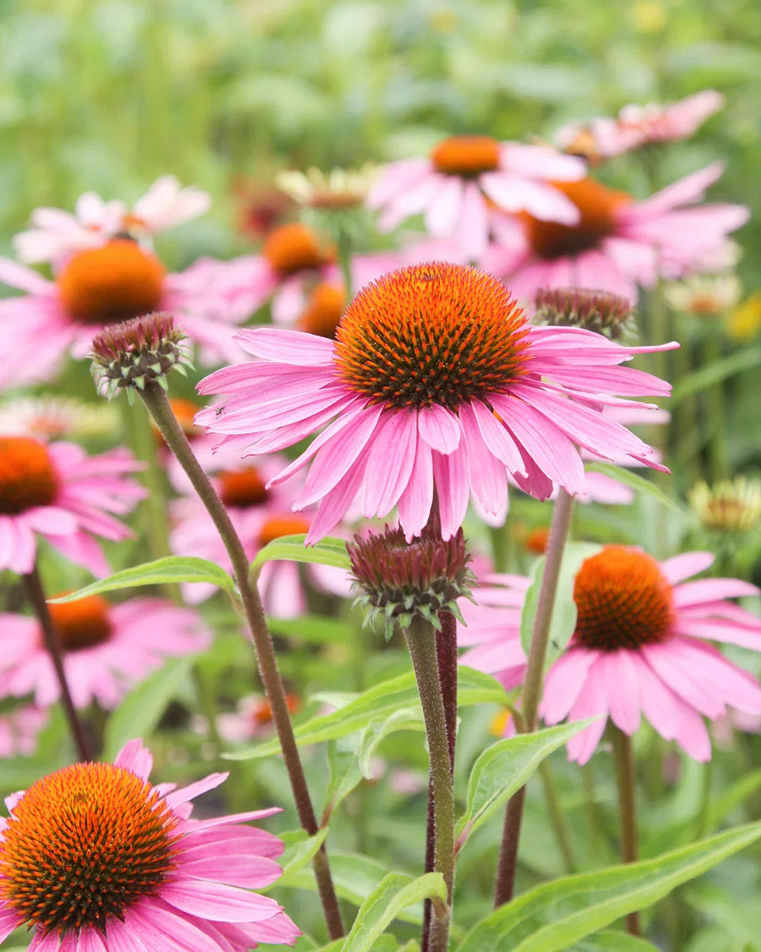Sonnenhut Flower seeds for Planting Cottage Garden Essential Heirloom & GMO Free Seeds for Home Garden