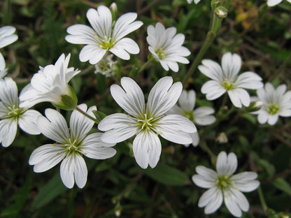 Silver Carpet Flower seeds for Planting Cottage Garden Essential Heirloom & GMO Free Seeds for Home Garden