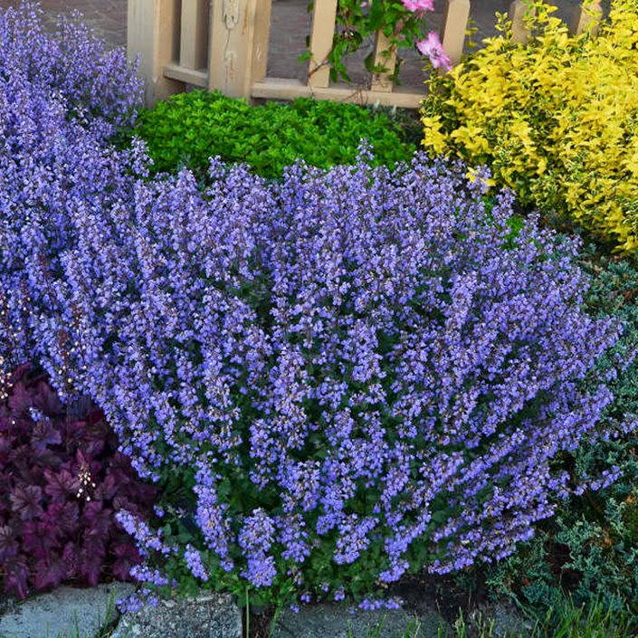 Catmint Flower seeds for Planting Seasonal Bloomer Heirloom & GMO Free Seeds for Home Garden